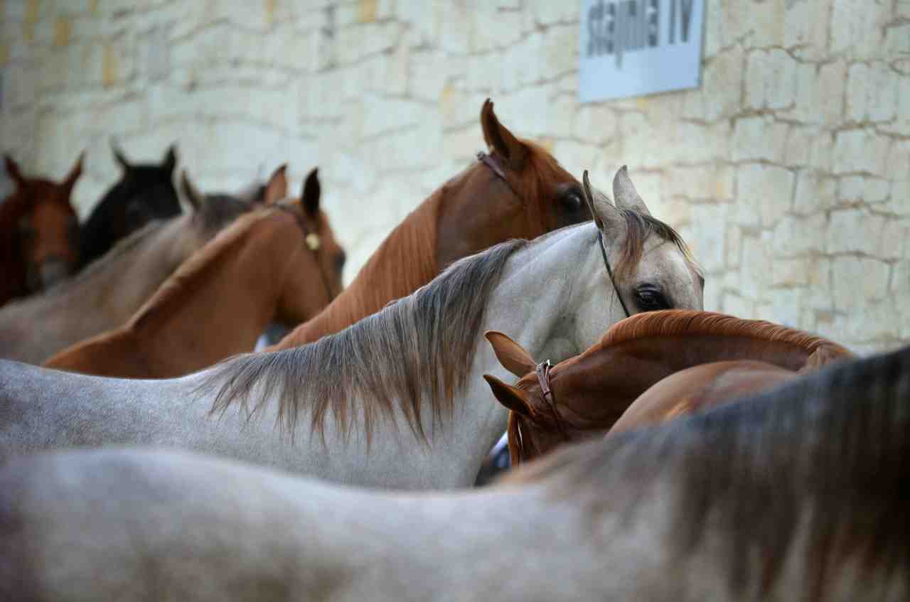 cheval arabe, les chevaux, ligne